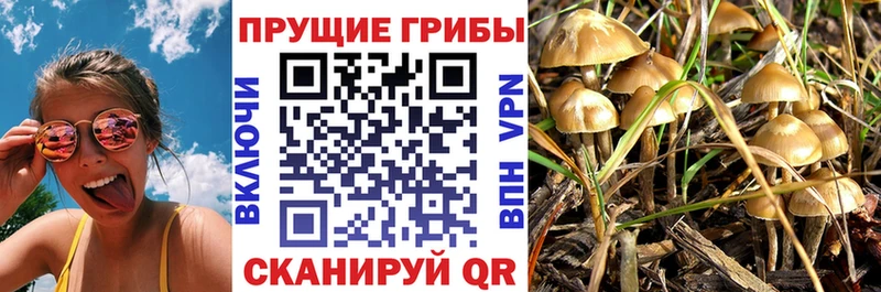 Галлюциногенные грибы Cubensis Великий Устюг